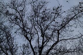 incredible Tree Birds