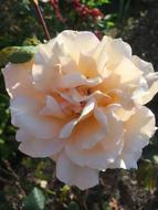 Garden Rose Blossom