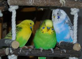 colorful budgerigars on a pole