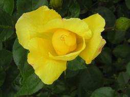 Flower Flowers Beautiful
