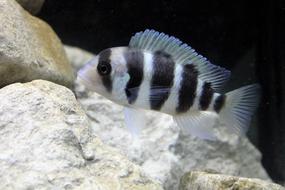 little fish by the rock