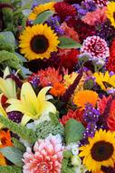 beautiful colored flowers