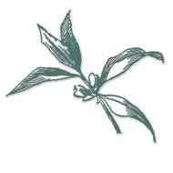 scrapbooking elements bouquet