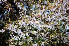 Cherry Blossom Zoo