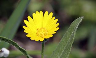 Yellow Flower Field