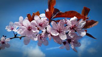 Cherry Blossom Bloom