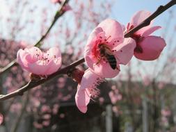 Spring Flower Tree