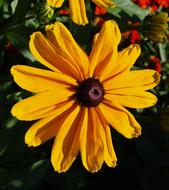 Flower Garden Yellow