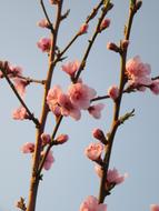 Spring Flower Tree