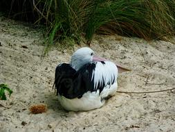 black and white pelmkan is resting in the sand