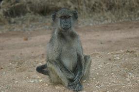 baby monkeys on the beach