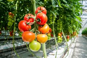 branch of ripe tomatoes in the greenhouse