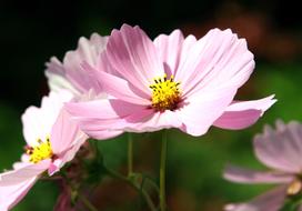 Flower Petals Pink
