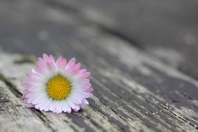 Close Up Daisy Flower