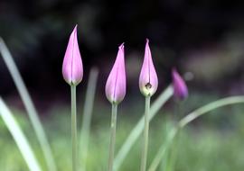 Pink Flower Tulips