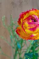 Flower Ranunculus Red