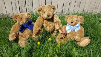 three soft bears on the grass