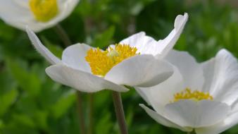 Spring Sunshine Flower