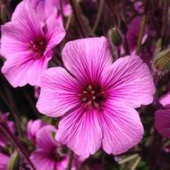 Pink Flower Spring