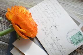 Flower Ranunculus Blossom