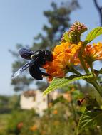 Bee Flower Black Hornet