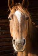 farm horse portrait