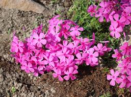 Flowers Spring Pink