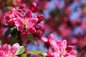 pollination, bee on pink flowering tree