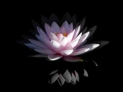 Water Lily Pink