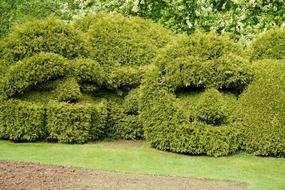 face bushes in the garden