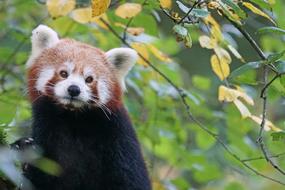 red panda sits on a green tree