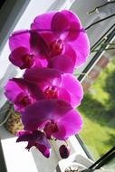 Orchid Flower Blossom