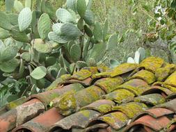 Tiles Moss Prickly Pears