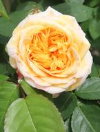 Filled Rose Floribunda Blossom