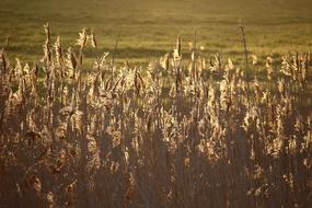 wheat field illuminated by sunlight