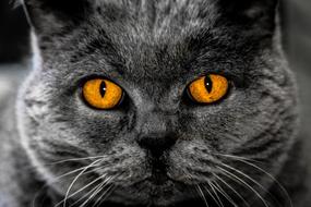 Cat Eyes Background