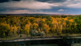 Trees Nature Tilt Shift