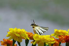 Flowers Marigold Butterfly