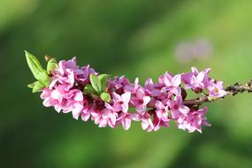 Daphne Spring Blossoms