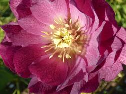 Hellebore Flower Violet