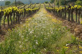 Vine Vineyard Culture
