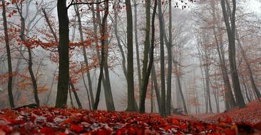 Autumn Nature Forest