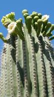 cactus with white flowers in the desert