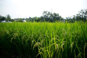 rice sprouts in the field
