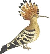 painted bird with crest and long beak