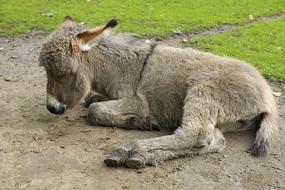 cute donkey with fluffy bangs