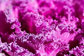 purple cabbage, close-up