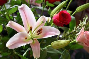 Bright lilies in the garden in spring