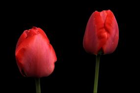 red tulips in the night