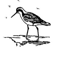 bird with insects as drawing